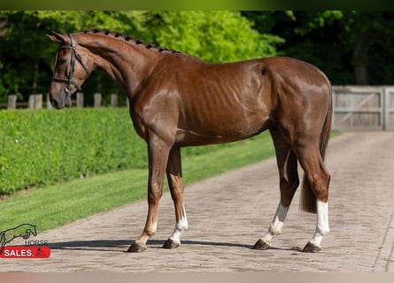 Zangersheider, Hongre, 4 Ans