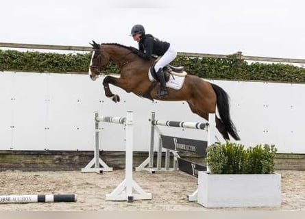 Zangersheider, Hongre, 5 Ans, 162 cm, Bai