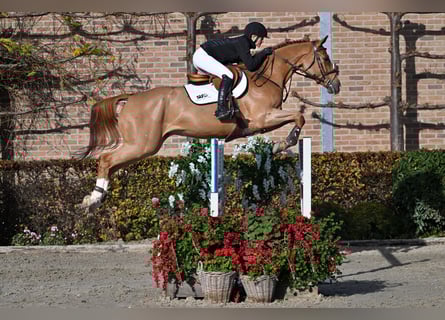 Zangersheider, Hongre, 5 Ans, 165 cm, Alezan