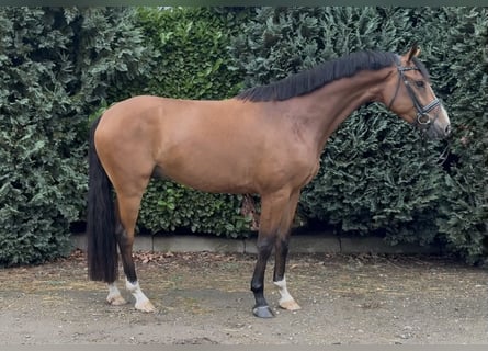Zangersheider, Hongre, 5 Ans, 165 cm, Bai