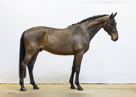 Zangersheider, Hongre, 5 Ans, 165 cm