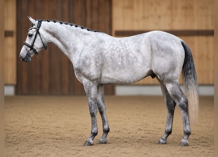 Zangersheider, Hongre, 5 Ans, 168 cm, Gris