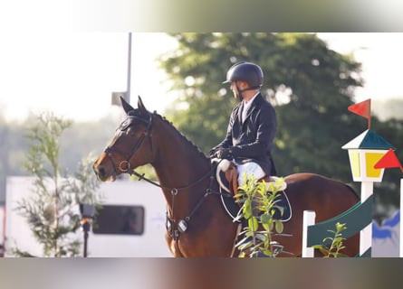 Zangersheider, Hongre, 5 Ans, 170 cm, Bai