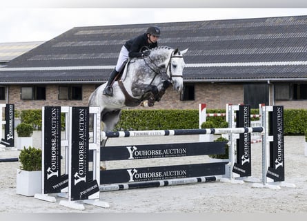 Zangersheider, Hongre, 5 Ans, 170 cm