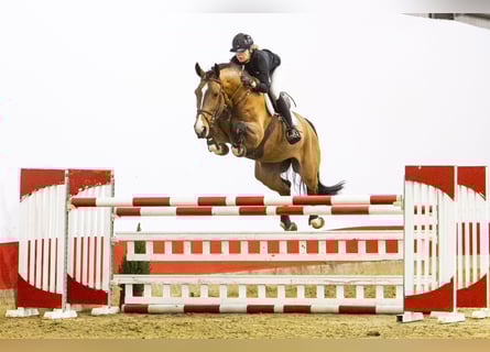 Zangersheider, Hongre, 5 Ans, 171 cm, Bai