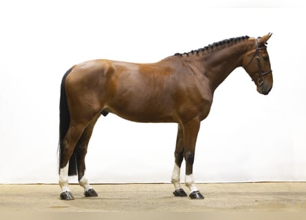 Zangersheider, Hongre, 5 Ans, 171 cm, Bai