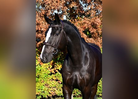 Zangersheider, Hongre, 5 Ans, 172 cm, Bai brun