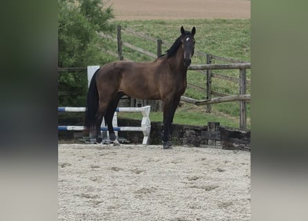 Zangersheider, Hongre, 5 Ans, 172 cm, Bai brun