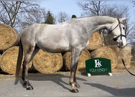 Zangersheider, Hongre, 5 Ans, 173 cm, Gris