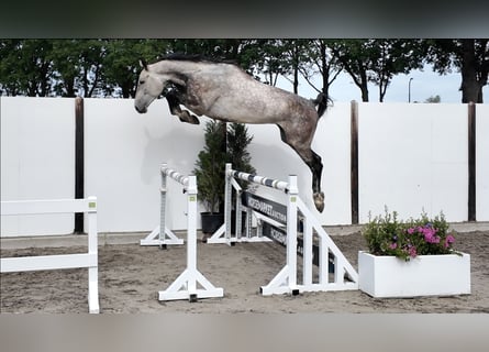Zangersheider, Hongre, 5 Ans, 174 cm, Gris