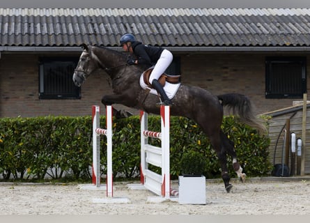 Zangersheider, Hongre, 5 Ans, 175 cm, Alezan brûlé