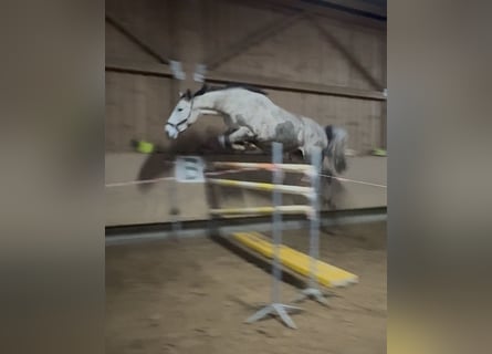 Zangersheider, Hongre, 5 Ans, 180 cm, Blanc