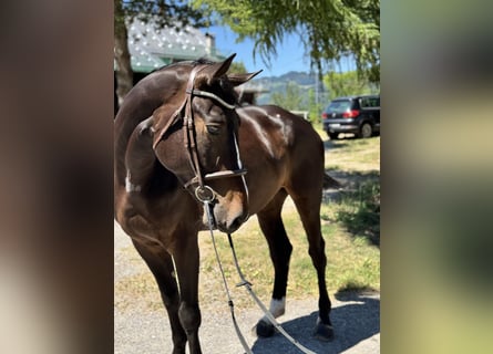 Zangersheider, Hongre, 5 Ans, Bai brun foncé