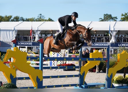 Zangersheider, Hongre, 6 Ans, 160 cm, Bai cerise