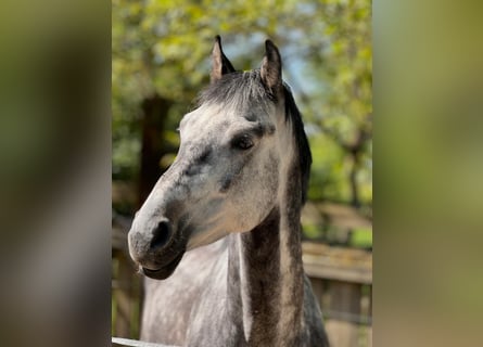Zangersheider, Hongre, 6 Ans, 162 cm, Gris