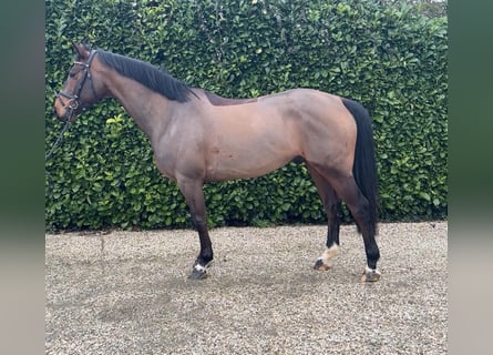 Zangersheider, Hongre, 6 Ans, 163 cm, Bai