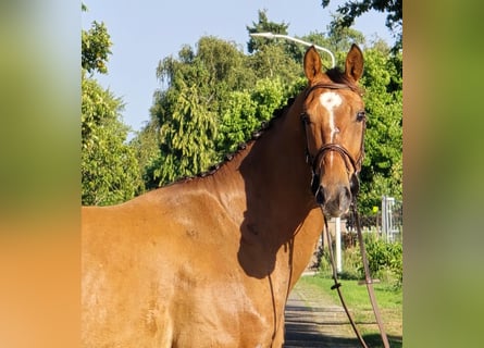 Zangersheider, Hongre, 6 Ans, 164 cm