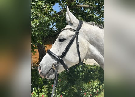 Zangersheider, Hongre, 6 Ans, 166 cm, Gris pommelé