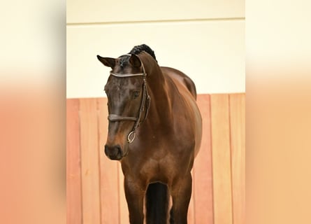 Zangersheider, Hongre, 6 Ans, 167 cm, Bai brun