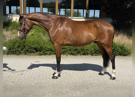 Zangersheider, Hongre, 6 Ans, 168 cm, Bai