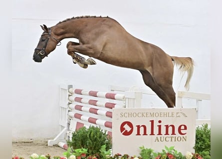 Zangersheider, Hongre, 6 Ans, 171 cm, Alezan