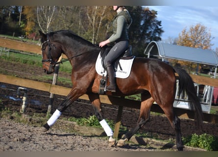 Zangersheider, Hongre, 6 Ans, 172 cm, Bai brun