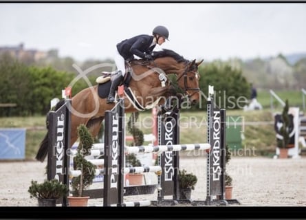 Zangersheider, Hongre, 6 Ans, 172 cm, Bai