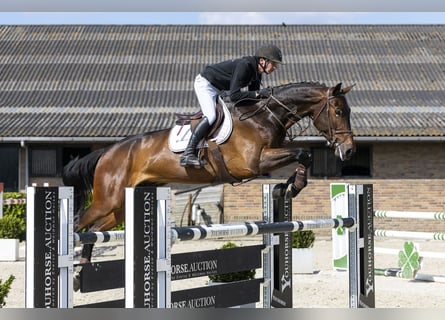 Zangersheider, Hongre, 6 Ans, 173 cm