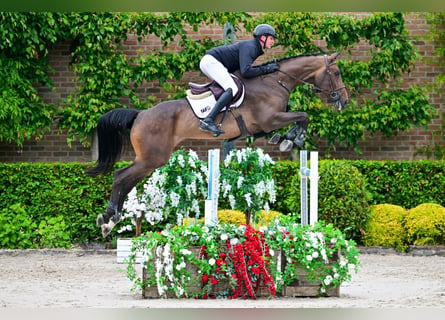 Zangersheider, Hongre, 6 Ans, 180 cm, Bai