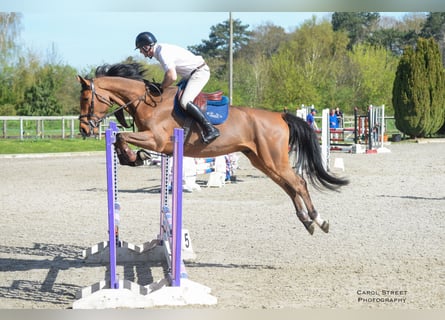 Zangersheider, Hongre, 6 Ans, Bai cerise