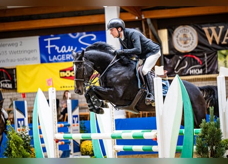 Zangersheider, Hongre, 7 Ans, 160 cm, Bai brun foncé