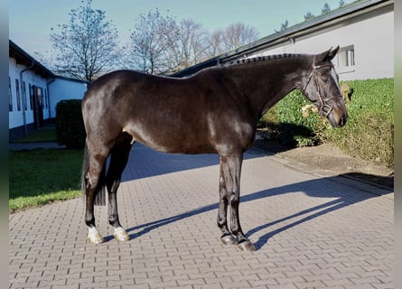 Zangersheider, Hongre, 7 Ans, 160 cm, Bai brun foncé