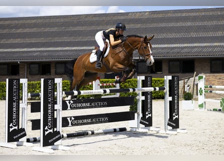 Zangersheider, Hongre, 7 Ans, 165 cm, Bai