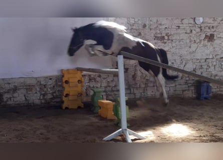 Zangersheider, Hongre, 7 Ans, 167 cm, Pinto