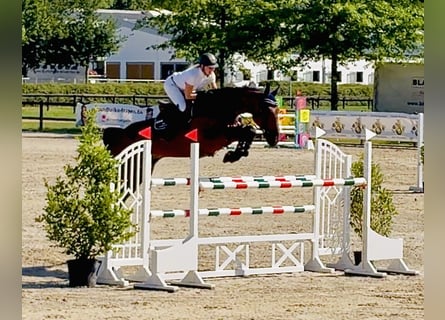 Zangersheider, Hongre, 8 Ans, 173 cm, Bai