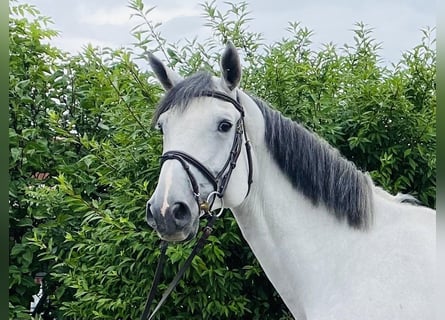 Zangersheider, Hongre, 8 Ans, 175 cm, Gris