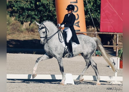 Zangersheider, Hongre, 8 Ans, 176 cm, Gris