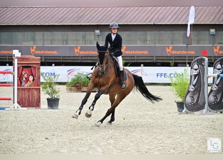 Zangersheider, Jument, 10 Ans, 167 cm, Bai