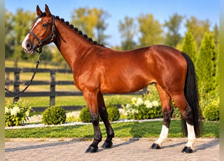 Zangersheider, Jument, 10 Ans, 168 cm, Bai