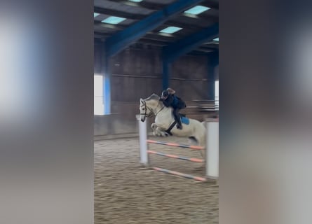 Zangersheider, Jument, 13 Ans, 168 cm