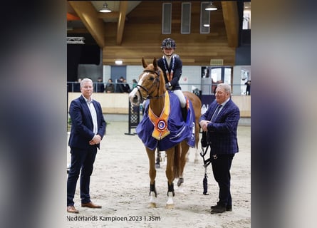 Zangersheider, Jument, 14 Ans, 170 cm, Alezan