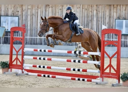 Zangersheider, Jument, 15 Ans, 175 cm