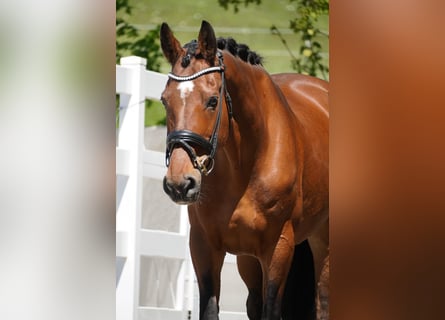 Zangersheider, Jument, 17 Ans, 170 cm, Bai