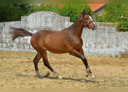 Zangersheider, Jument, 1 Année, 170 cm, Bai