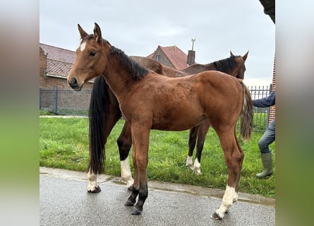 Zangersheider, Jument, 1 Année