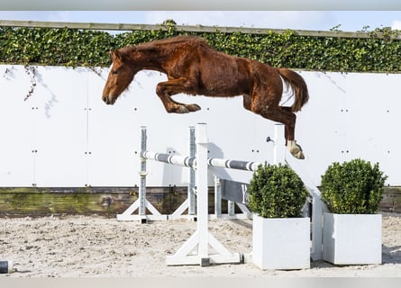 Zangersheider, Jument, 2 Ans, 145 cm, Alezan