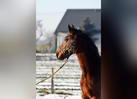 Zangersheider, Jument, 2 Ans, 155 cm, Bai cerise