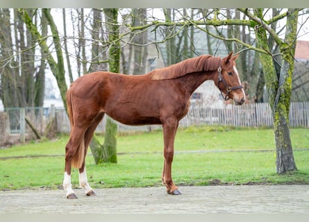 Zangersheider, Jument, 2 Ans, 159 cm