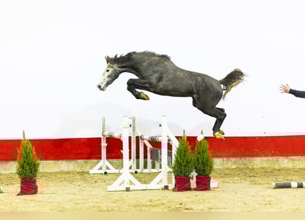 Zangersheider, Jument, 2 Ans, 161 cm, Gris