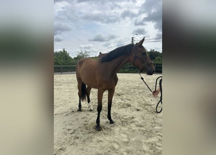 Zangersheider, Jument, 2 Ans, 166 cm, Bai brun